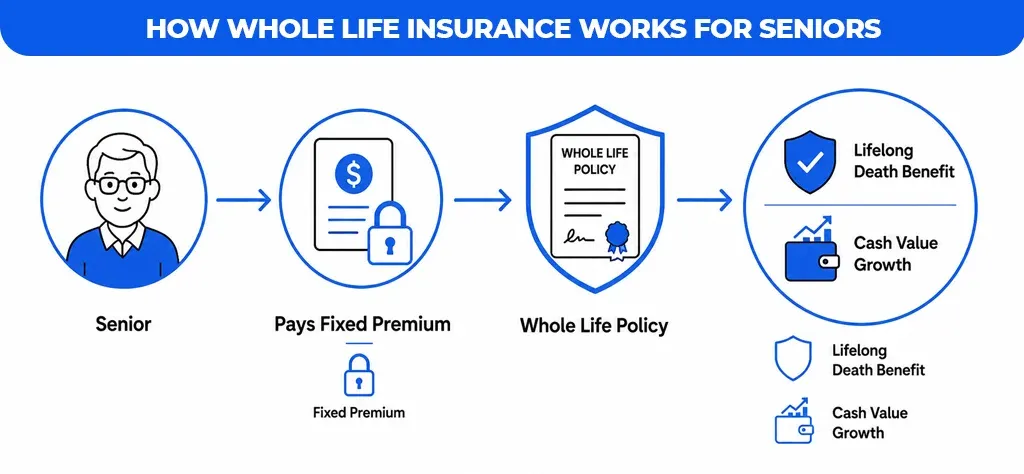 How Whole Life Insurance Works for Seniors