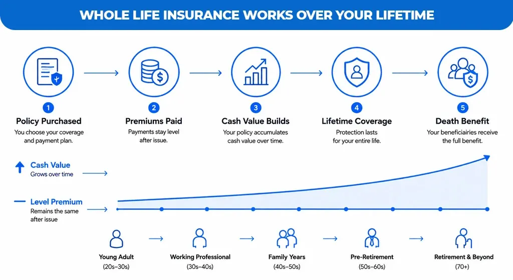 Whole Life Insurance Works Over Your Lifetime