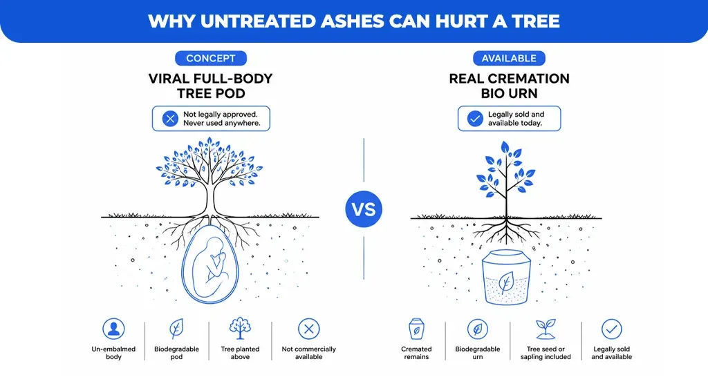 Why-Untreated-Ashes-Can-Hurt-a-Tree